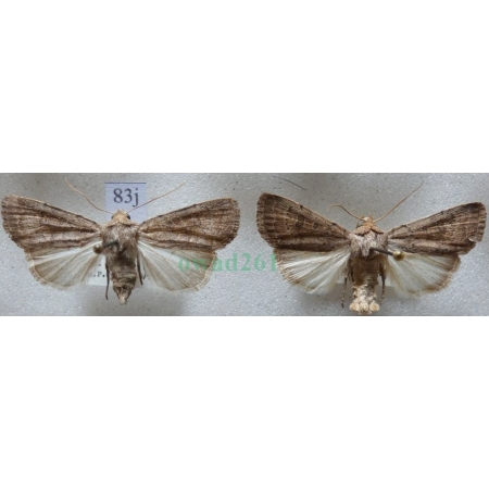Hoplodrina blanda (Denis & Schiffermüller, 1775) pair Czech83j